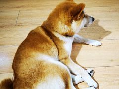 -是阿柴呀！柴犬咖啡·爱喵喵猫咖