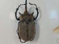 -上海昆虫博物馆