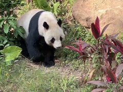 -深圳野生动物园