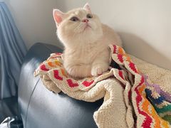 -momokira米努特·德文卷毛猫·棉花面纱犬