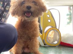 -爱侣宠医·鹦鹉专科·小型哺乳类·异宠专科(灵石路店)