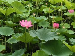 -保定东湖公园(莲池区)