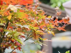 -大妙火锅·非物质文化遗产(东湖公园店)