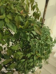-HEYAN荷妍专业脱毛连锁机构