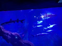 -西安曲江海洋极地公园