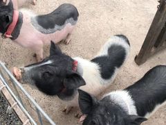 -前小桔亲子创意农场·草莓采摘·露营烧烤