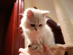 -猫大福·Fortune Cat猫舍(百子湾店)