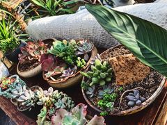 -北马山庄植趣咖啡