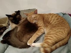 -Cappucimeow猫咪咖啡馆(韦伯时代店)