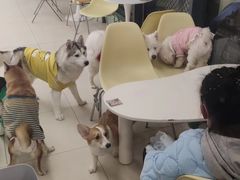 -怪兽屋·羊驼·猫咖·狗咖(俊华广场店)