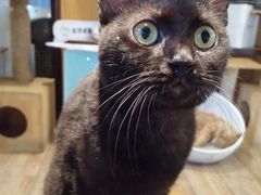 -more than meow吴止猫主题餐厅(承德 中船汇店)
