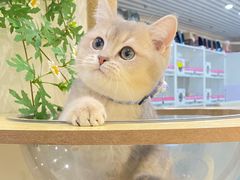 -lincat·猫舍(广州店)