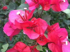 -北海金海湾红树林生态旅游区