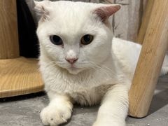 -楼上猫咖(罗湖店)