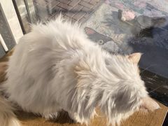 -平行世界·猫咖(首经贸店)