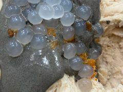 海风花生冰-雪多冰·台湾甜品(高升店)