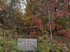 -北京鹫峰国家森林公园