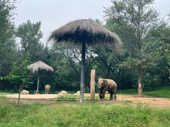 -北京野生动物园