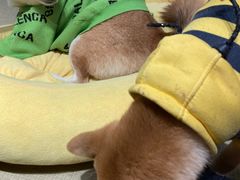 -逗柴咖啡屋·狗咖猫咖宠物桌游