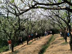 -南国桃园旅游度假区