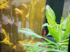 -北国之春国宴(乌兰察布店)