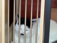 -御宝贝·A梦猫科宠物医院(国际猫友好医院)