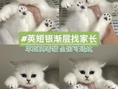 -lincat·猫舍(广州店)