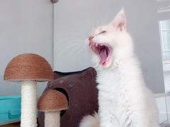 -糯米喵星人总部直营旗舰店·猫舍·幼猫出售