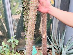 -华南国家植物园-售票处