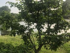 -长广溪湿地公园