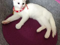 -十年猫舍·猫咪专门店(普陀店)