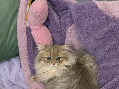 -东方名猫馆·英短金渐层布偶猫舍(环线广场1号楼店)