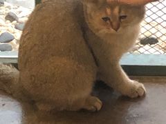 -喵屿·大理花园猫咖