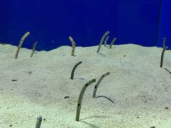 -上海海洋水族馆