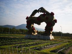 -亚龙湾国际玫瑰谷