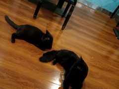 -猫小院猫主题咖啡厅(北锣店)