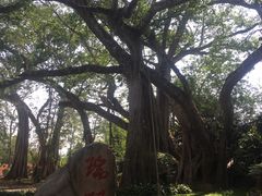 -瑞丽独树成林风景区