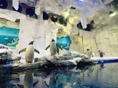 -华夏文旅海洋公园