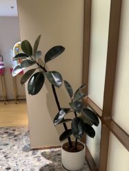 -北京漾格医疗美容医院