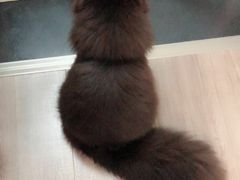 -Pets First伊珊娜洗护·精致美容·家庭式寄养(新会路店)