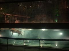 -清迈夜间动物园
