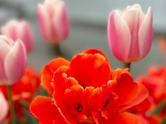 -上海鲜花港