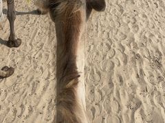 -库伦旗银沙湾旅游景区