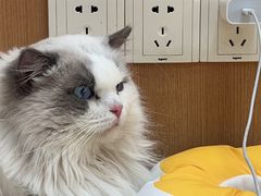 -联合动物医院(光谷诊疗中心)