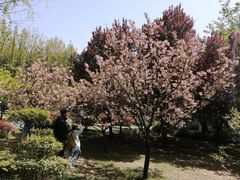 -洛阳市隋唐城遗址植物园