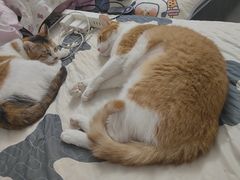 -瑞派动物医院·猫专科·至诚(江南中分院)