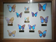 -上海昆虫博物馆