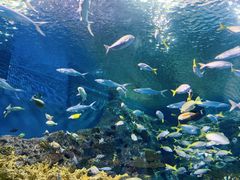 -上海海洋水族馆