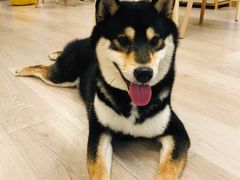 -柴迷FANS CLUB·柴犬狗咖·猫咖