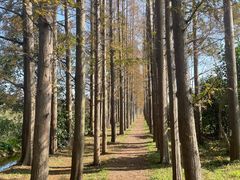 -上海长兴岛郊野公园